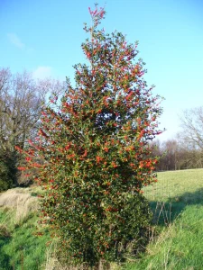Holly_Tree_by_Chase_Wood_-_geograph.org.uk